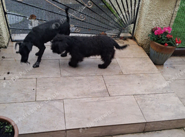 Miniature schnauzer pup 16 weeks old