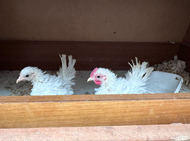 Serama chicken