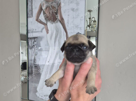 Pug puppies