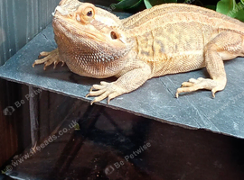 Bearded dragon