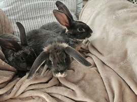 Young Bunnies ready now