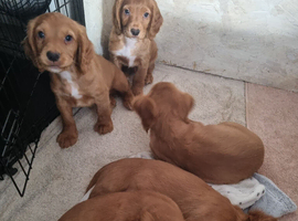 Working cocker spaniel puppies
