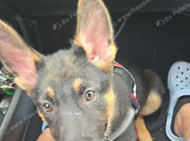 5 months  old german shepherd