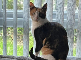 Misha