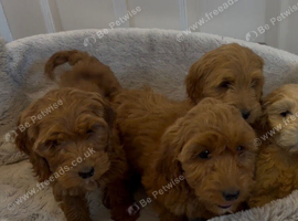 4 stunning cockapoo puppies for sale