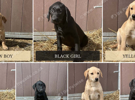 OUTSTANDING LITTER OF BLACK AND YELLOWLABRADOR PUPPIES