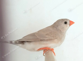 Lightback Zebra finch hen bred from triple orange parents