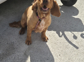 Cocker spaniel