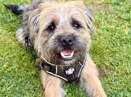 Rusty - Proven, SLEM Clear Border Terrier Stud