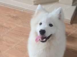 Female Samoyed