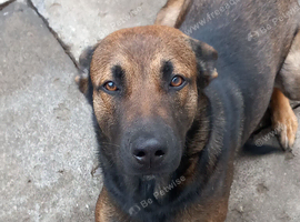 Belgian mallinois for sale