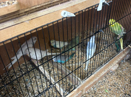 Young and old budgies