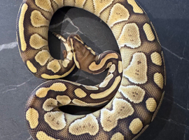 Black pastel lesser