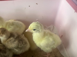Crowllitzer Turkey Poults hatched 29/5/26