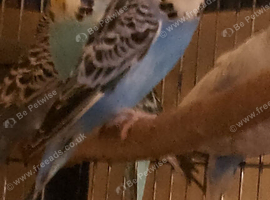 1 pair of budgies left