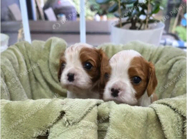 Beautiful health tested cavalier pups in Bristol in Bristol in Bristol