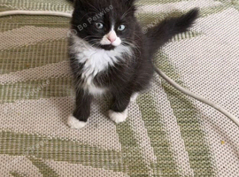male 9 weeks old