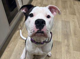 Staffy x alapaha bull dog