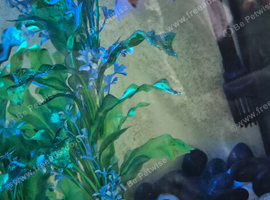 Fancy gold fish x5