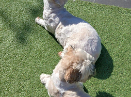 Sell my 4 year old boy loving dog