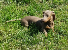 Minature Dachshund