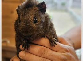 2 male guinea pigs 5 months old