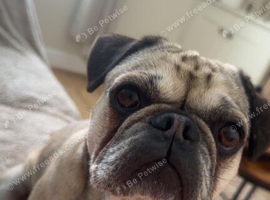 2 x Pug X frenchie dogs available