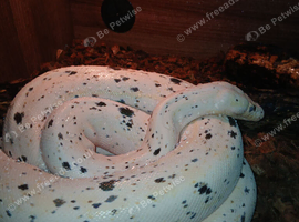 Cow reticulated pytjon