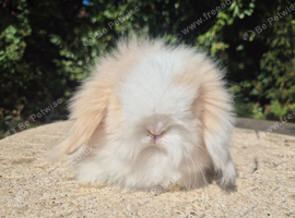 Stunning teddywidder babies- imported parents