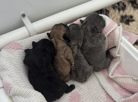 Puppies French bulldogs