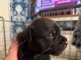 Stunning litter CH KC