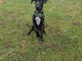 Gsp (German shorthaired pointer) 5 months old