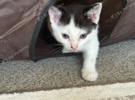 2 gorgeous black and white kittens for sale