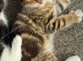 Beautiful half Burmese kitten