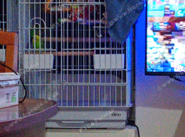 Budgies