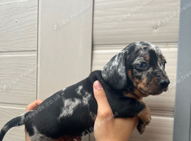 For sale blue 7 weeks old boy
