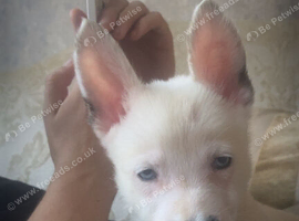 9 weeks only Belgium malinos white