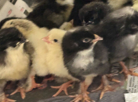 Day old chicks for sale Andalusian  Appenzeller  Copper Black Maran  Vorwerk  Welsummer  Olive Eggers  White Sussex