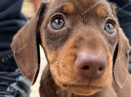 Female miniature dachshund