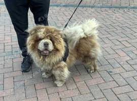 Lilac Merle chow chow stud