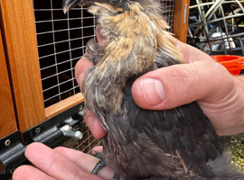 Silkie x pekin pair