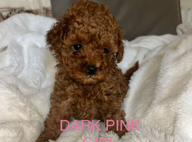7 DEEP RED CAVAPOO PUPPIES