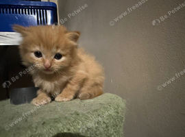Ginger tabby