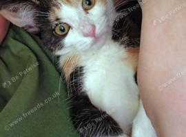 Kitten female