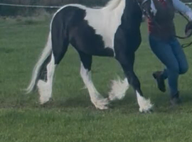 Mini cob