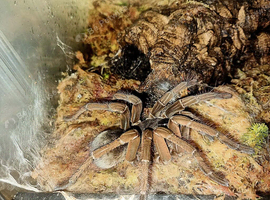 Theraposa stirmi