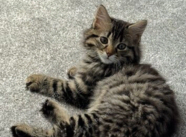 Maine coon kitten