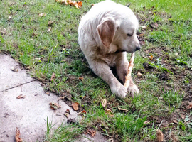Golden retriever for sale