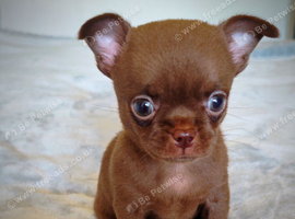 Tiny Chocolate smooth coat Chihuahua babies