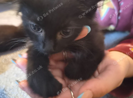 2 black male kittens